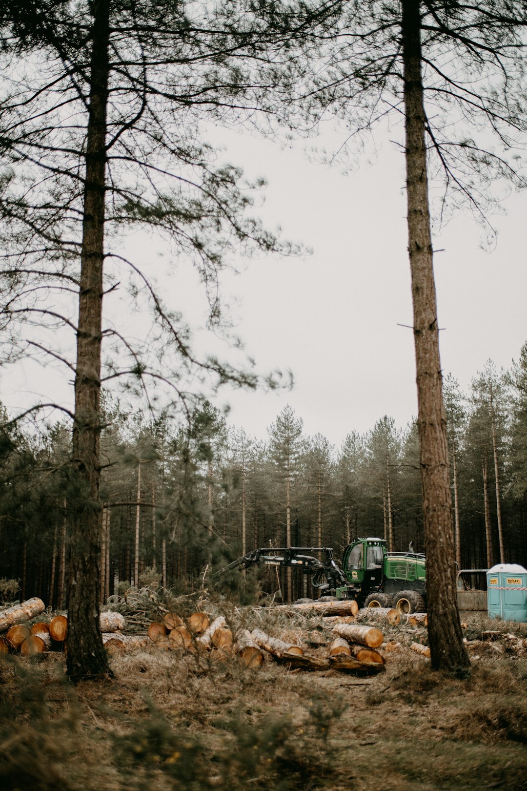 Large group of colleagues gathered in a forest clearing for a team building day